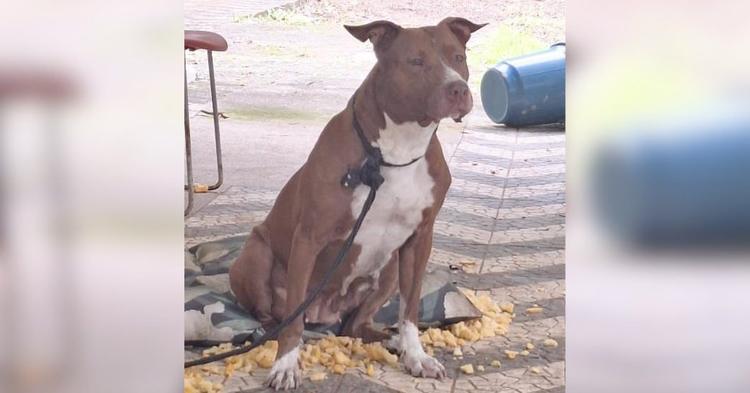 Pitbull escapa, mata cadela e caso é registrado pela PM em Balneário Camboriú
