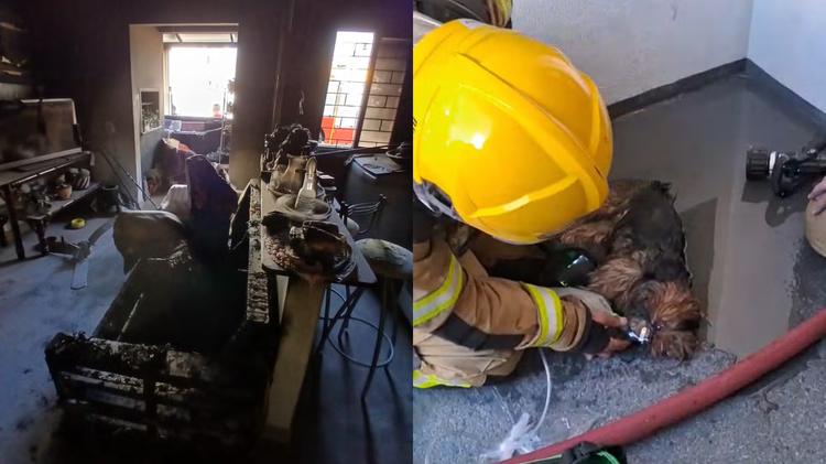 VÍDEO: cachorra recebe oxigênio de bombeiros após ser resgatada de incêndio em SC