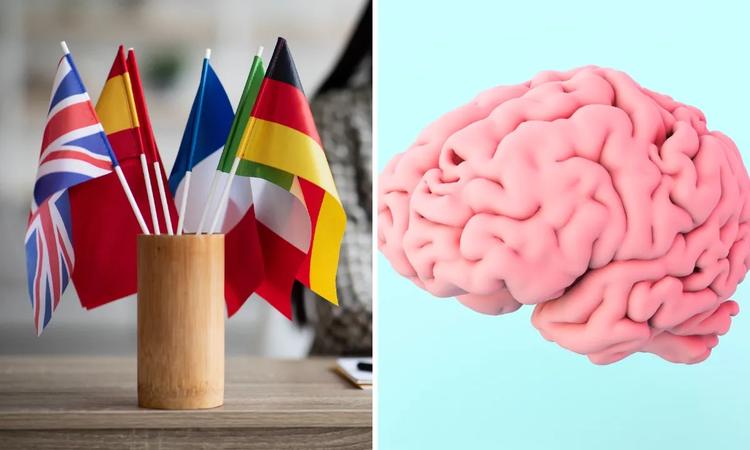 Quanto mais idiomas você fala, mais jovem seu cérebro pode parecer, indica pesquisa