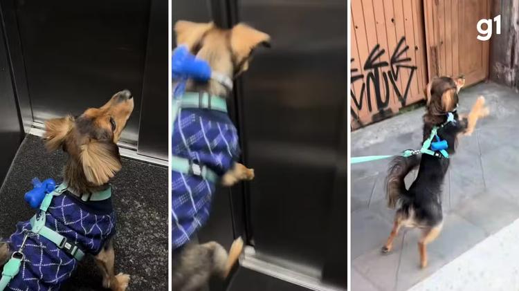 VÍDEO: Cachorro vira 'cãoguru' na hora do passeio e faz sucesso nas redes sociais