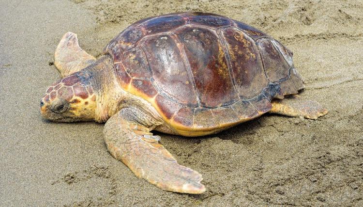 Gaeta: Progetto “Life Turtlenest”, iniziative per la tutela delle tartarughe
