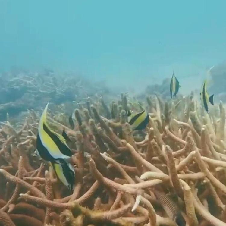 Immersioni, l'esperto: "La profondità è un fattore chiave"