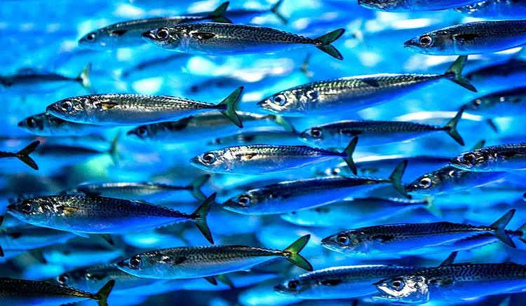 Le réchauffement de la mer de Barents menace les stocks de poissons