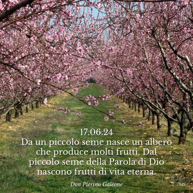 17.06.24
Da un piccolo seme nasce un albero che produce molti frutti. Dal piccolo seme della Parola di Dio nascono frutti di vita eterna.