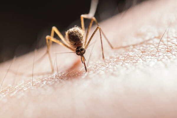 West Nile, la prevenzione si vince in cortile