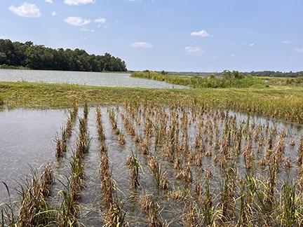 This recreated rice field at Middleton Place Planation shows how rice was planted by slaves for the Middletons in the 17-1800s