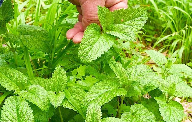 Ascleoius herbs