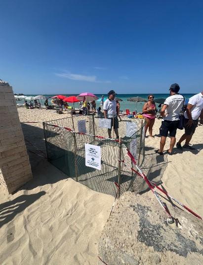 Ancora una nidificazione di Caretta caretta lungo la costa dell’Area Marina Protetta di Porto Cesareo