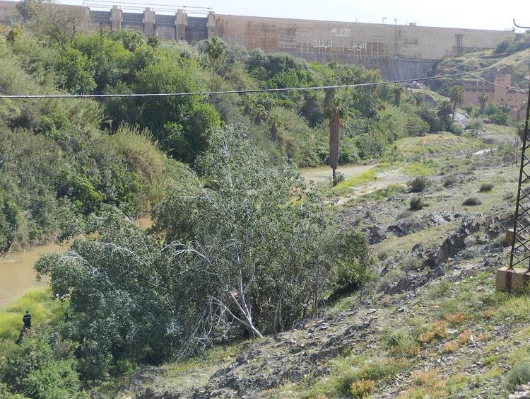 مسودة تلقائية