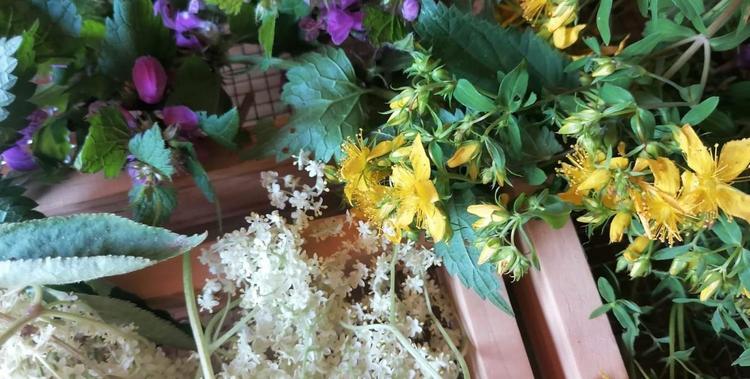  verschiedene Kräuter bereit zur Verarbeitung