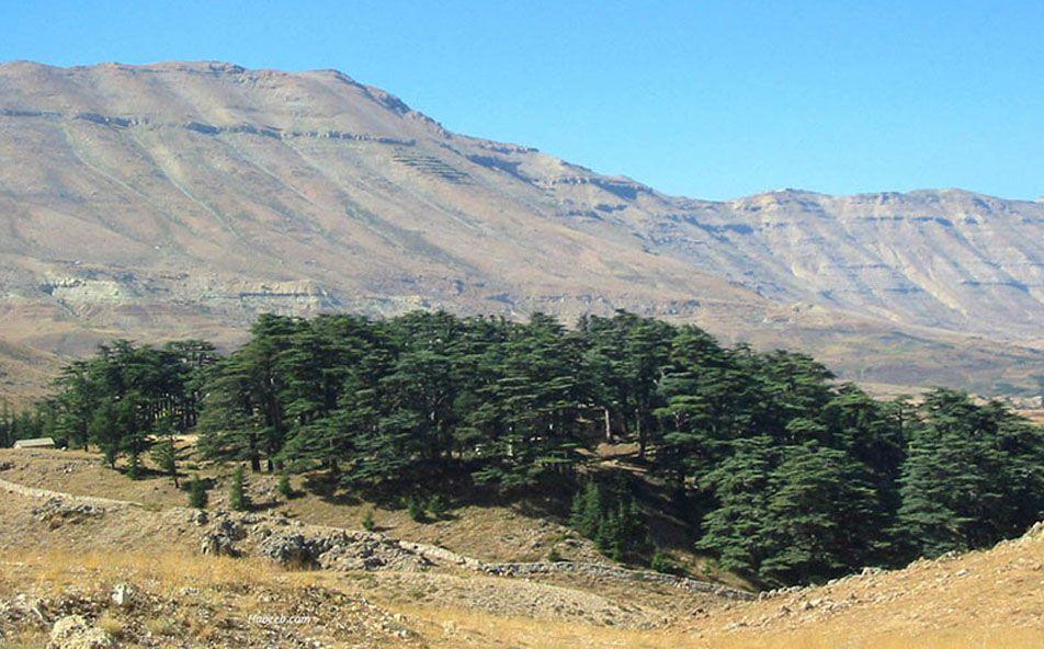 Le patrimoine libanais (6): les Cèdres de Bcharré, la forêt des empires