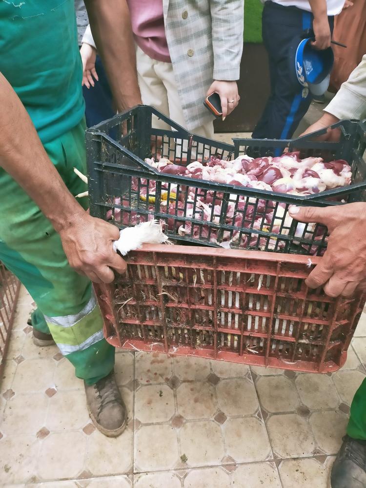 حملة صحية بسوق إزيكي تنتهي بحجز وإتلاف 129 كيلوغراماً من الدجاج الفاسد