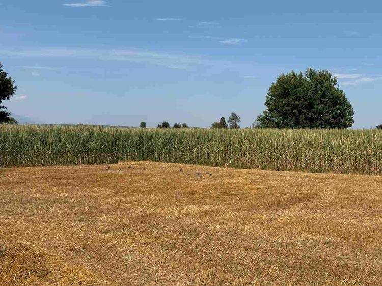 canavese