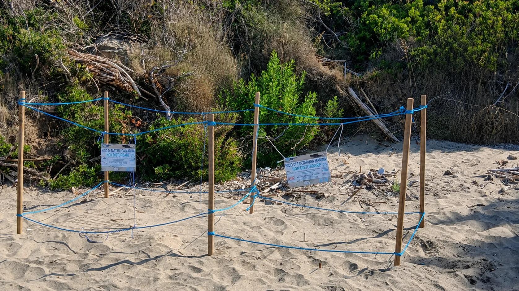 Nuovo nido di Caretta caretta a Montecorice: la costa del Cilento si conferma oasi per la biodiversità
