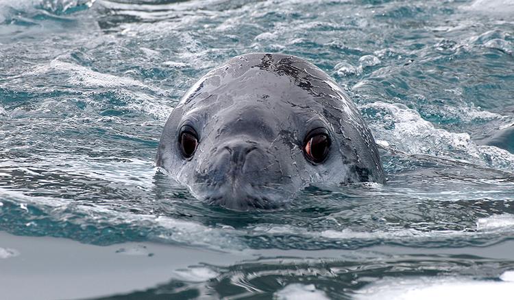 Livingston Island wird zum Treffpunkt für Seeleoparden