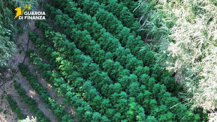 Foggia, scoperta maxi piantagione di cannabis: sequestrate oltre mille piante