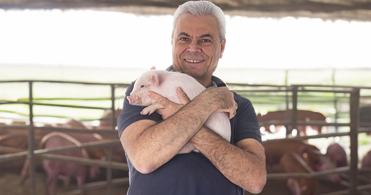 Capal projeta expansão de 30% na suinocultura com novo sistema de integração