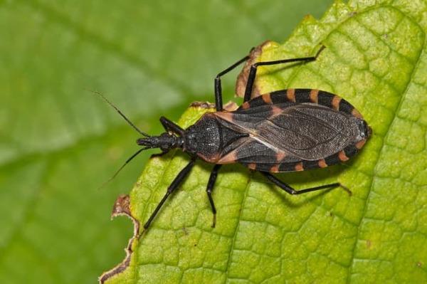 Malattia di Chagas