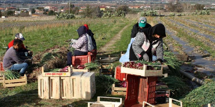Calabria, nella Sibaritide dei caporali sono 7mila i braccianti a rischio