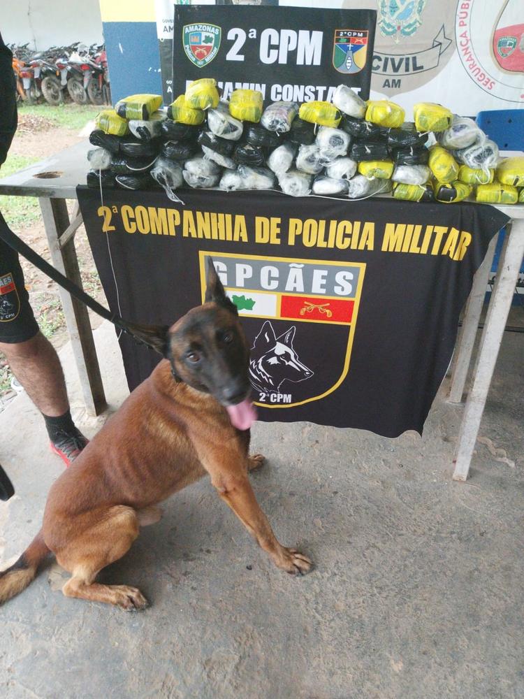 Cão farejador ajuda PM a localizar pasta base de cocaína escondida em mala em barco no Amazonas