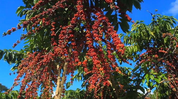 Embrapa desenvolve pesquisa para implementar café robusta amazônico no Amapá