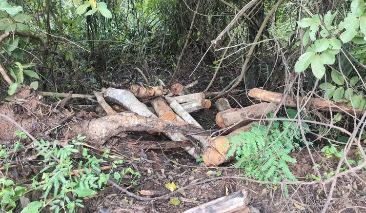 Dono de chácara é multado em R$ 3,6 mil por derrubar árvores nativas no interior de SP
