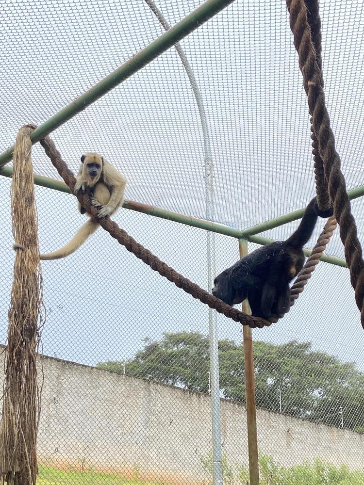 Casal de bugios 'adota' filhote órfão e nova família volta ao habitat natural