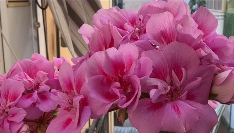 Taranto, gara tra “Balconi fioriti” per valorizzare il Borgo e la Città Vecchia