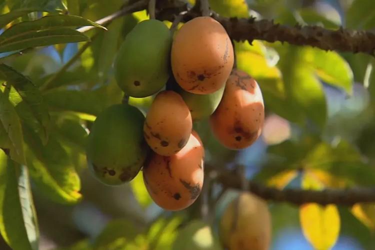 A fruta 'prima' do mamão que se come do caule à raiz e vira sobremesa e até prato salgado