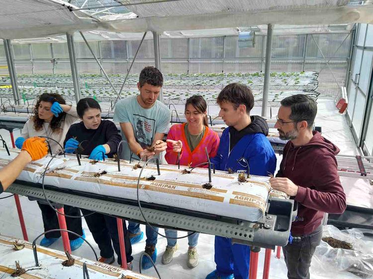 lanzo albert serra idroponica