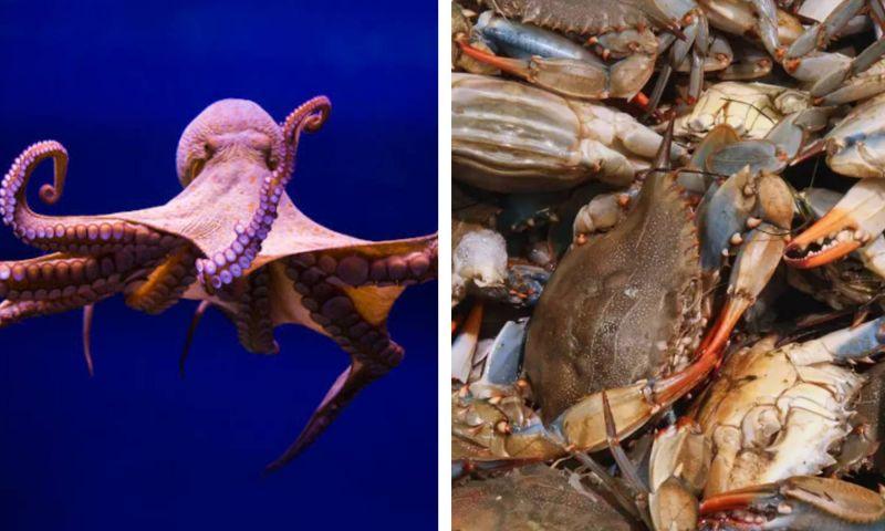 Italia libera miles de pulpos para frenar invasión de cangrejos