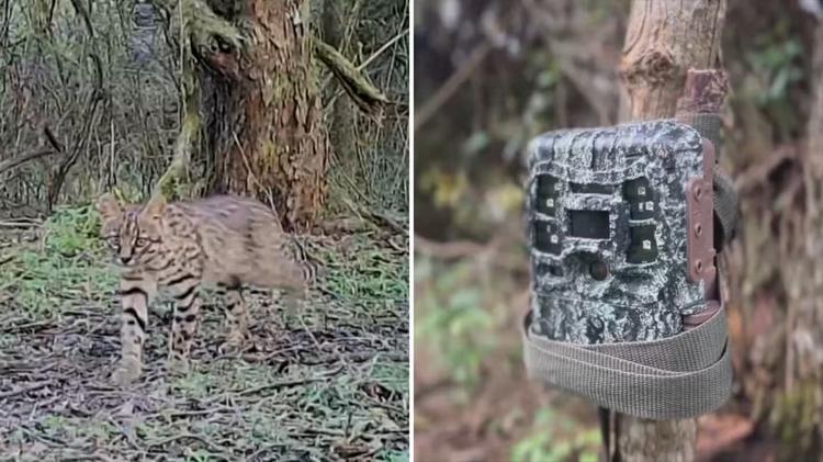 Câmeras registram animais raros no Pampa e ajudam pesquisadores a buscar felino ameaçado de extinção
