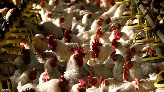 الدواجن المصرية تطرق أبواب السوق المغربية