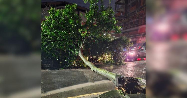 Árvore cai e bloqueia trecho da Avenida dos Tucanos em Balneário Camboriú&nbsp;