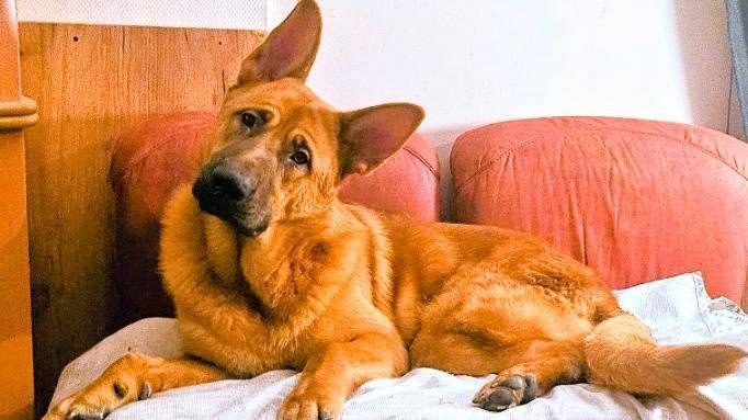 Un sursis d'un mois pour Aslan, le chien menacé d'euthanasie à Sangatte