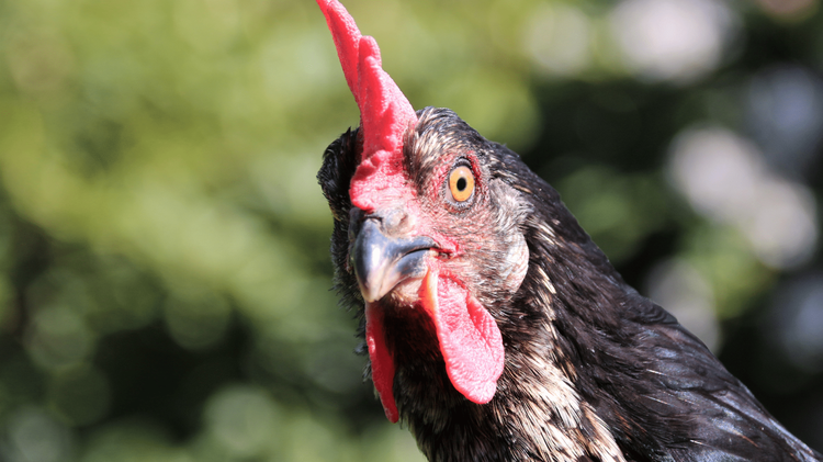 Cockfighting bust yields 59 arrests, 164 roosters being rescued in Chickasaw County