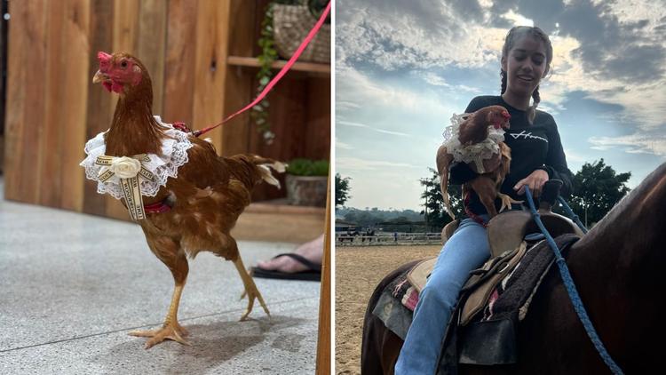 Galinha de estimação que passeou em shopping dorme em cama e já andou até a cavalo: ‘Melhor companhia’