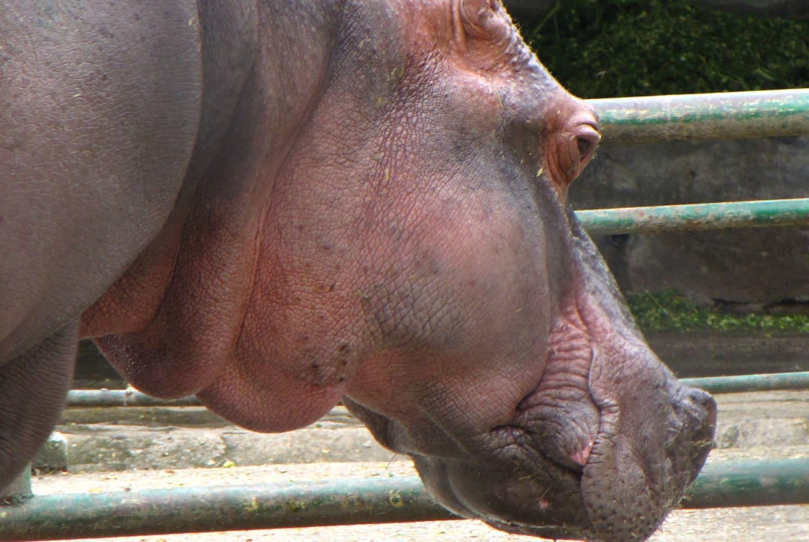 An Indian Billionaire Wants to Take Pablo Escobar’s Hippos from Colombia