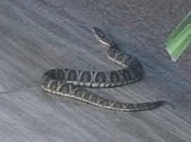 Santa Bárbara do Sul : Cobra é encontrada em residência e assusta moradores