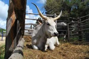 Torna la carne Maremmana dell’Università Agraria di Tarquinia: riparte il progetto dei pacchi famiglia