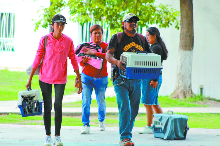 Éxito en salud pública: Yautepec alcanza cifra récord en jornada masiva de esterilización canina y felina