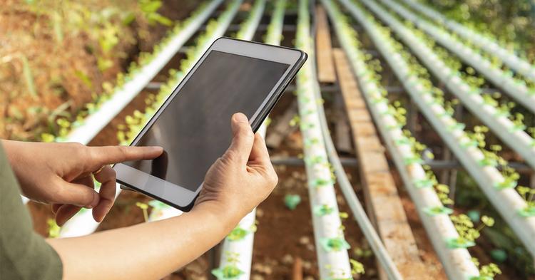 Inteligência artificial preditiva chega ao campo via celular para reduzir riscos na lavoura