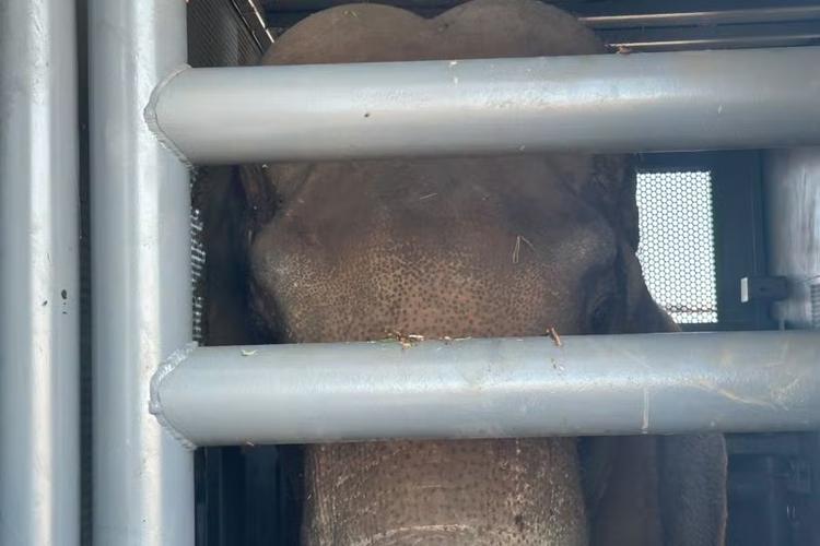 Elefante Sandro viaja com ar-condicionado, 700 kg de comida picada e cuidados especiais rumo a santuário