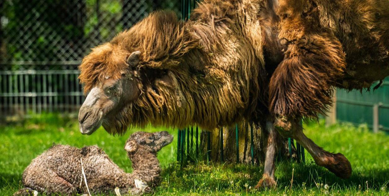 Trampeltier-Nachwuchs im Opel-Zoo