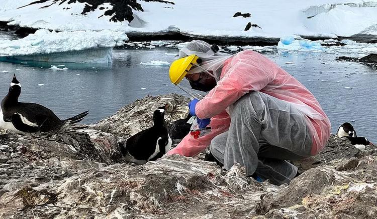 Les scientifiques surveillent la grippe aviaire en Antarctique