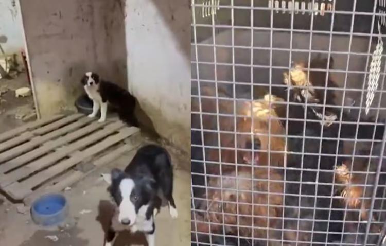 Canil clandestino com mais de 20 cães de raça é fechado em Estância; homem é preso
