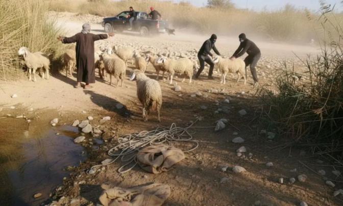 سطو على ضيعة فلاحية بضواحي القنيطرة وسرقة نحو 30 رأسا من الأغنام