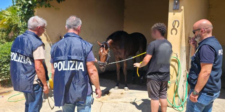 Caltagirone, sventata una corsa clandestina di cavalli sulla statale: calesse pronto al via e denunce