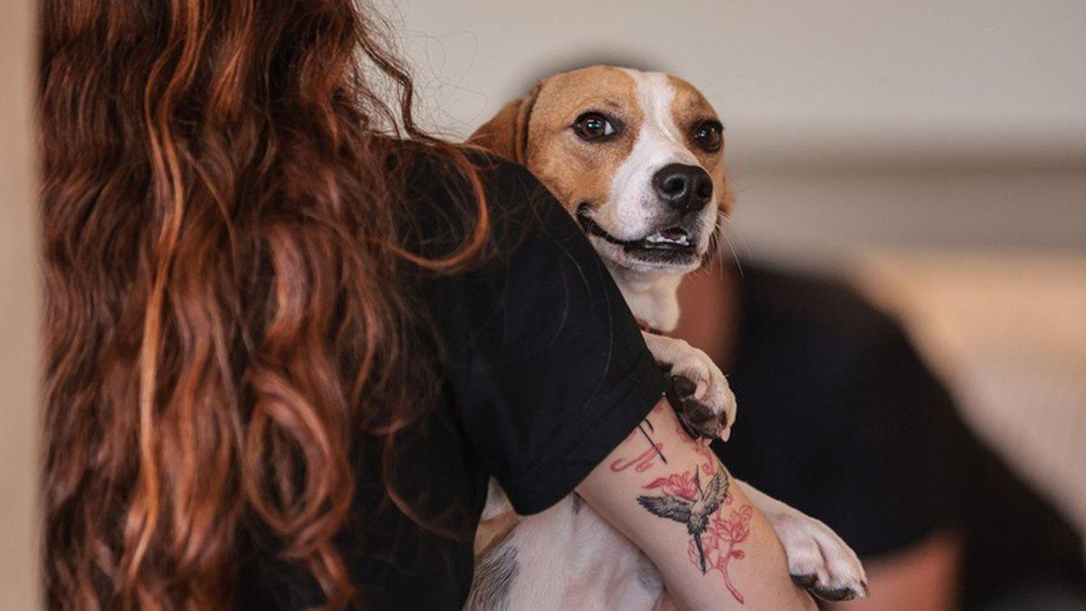 Governo sanciona lei que institui guarda compartilhada de pets em caso de divórcio; veja regras