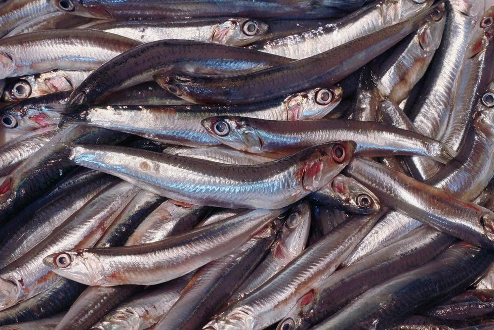 Eccellenza cilentana: le alici Zarotti tra le migliori d’Italia per Gambero Rosso